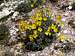Yellow alpine poppies. A...