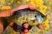 Color Bluegill