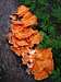 Orange Tree Fungus