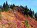 Poe Mountain Fall Colors