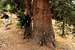 Stout Spruce Tree