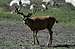 Mule deer on the John Muir Trail