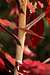 staghorn sumac sapling