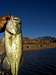 Largemouth bass and the La Sals