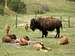 Bison cow with calves