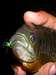 Bluegill