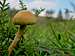 Nice mushroom