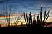 Sunrise in Organ Pipe Cactus National Monument