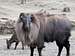 Tahr (Himalayan Mountain Goat