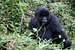 Mountain gorilla - Volcanoes National Park, Rwanda