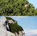 Climbing bear