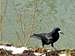 The Rook (Corvus frugilegus)