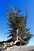 Wally Waldren Tree Mount Baden Powell