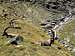 Lauson basin: herd of steinbocks (Capra ibex) <br>at the foot of  Colle della Rossa
