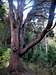 Tree at Cerro Goye Trailhead