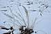 El Cap Meadow grass