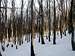 Beech forest : the typical...