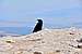 Crow on the top of Corbet's Rock