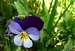 Viola tricolor (Poiana Inului Postavaru)