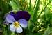 Viola tricolor (Poiana Inului Postavaru)