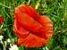 Red Poppy (Papaver rhoeas)
