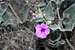 Purple Flower on North Kaibab Trail