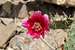 Red Flower Barrel Cactus with Bee Close Up Bright Angel Trail