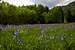 Meadows with iris sibirica