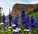 Devil's Staircase and lupine