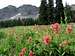 Albion Basin pink/red wildflowers