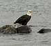 Bald Eagle on the Delaware River, PA