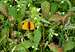Butterfly - Lycaena virgaureae