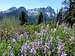 Thompson Peak Trail purple flowers