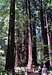 Redwoods in Muir Woods