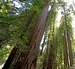 Mammoth Coastal Redwoods