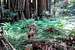 Ferns and Redwood Sorrel