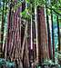 Majestic Coastal Redwoods