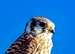 Kestrel Falcon on Turtle Rock
