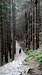Deep forest (Dolina Kondratowa)