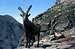 Steinbocks (Capra ibex) at the foot of the moraine leading to Money bivouac