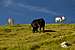 Two donkeys and a black cow grazing on nearly 2700 meters