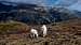 One last picture of goats on the FTD Plateau