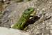 Eastern Green Lizard (Lacerta media)