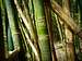 Confessions on bamboo
