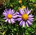 Alpine asters (<i>Aster alpinus</i>) on the southern slopes of the Texel Group