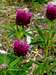 Trifolium rubens(?)
