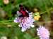 A peculiar butterfly on a pincushion flower (<i>Scabiosa columbaria</i>)