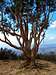 Eucalyptus tree before the summit