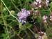 Butterfly on a pincushion flower (<i>Scabiosa columbaria</i>)