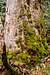 Huge mossy hemlock (?) tree along the trail